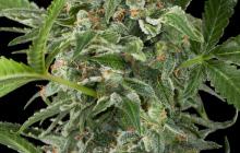 White Cheese Autoflowering by Dinafem Seeds
