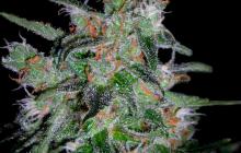 Cannapedia: Konopná odrůda 60 day lemon od seedbanky DNA Genetics