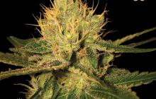 Cannapedia: Odrůda konopí Cannalope od seedbanky DNA Genetics