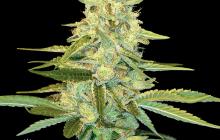 Cannapedia.cz: Konopná odrůda Cannalope Kush od DNA Genetics / Cannalope Kush marijuana strain by DNA Genetics