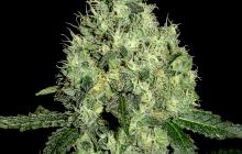 91 Krypt je konopná odrůda od DNA Genetics / Cannapedia.cz je největší databáze konopných semen / 91 Krypt strain by DNA Genetics