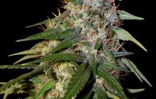 Cannapedia.cz: Sour Cream konopná odrůda od DNA Genetics / Sour cream marijuana strain by DNA Genetics