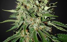 The Doctor by Green House Seeds
