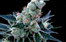 Double Alien 18 od Grow Your Own na Cannapedia.cz