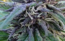 Cannapedia: konopná odrůda Czechojuana, česká genetika od Seedbok