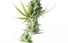 Odrůda konopí Durban od seedbanky Sensi Seeds