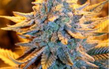 Cannapedia.cz: Dutch Aromatic je konopná odrůda od Spliff Seeds / Dutch Aromatic is marijuana strain by Spliff Seeds
