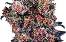 Blueberry by Dutch Passion seeds