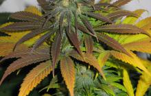 Californian Orange by Dutch Passion