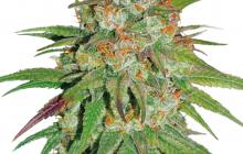 Glueberry O.G. by Dutch Passion