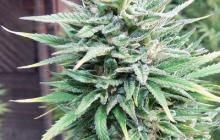 E-Rocket je konopnou odrůdou od Blue Hemp / Cannapedia.cz / E-Rocket cannabis strain by Blue Hemp
