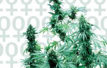 odrůda Early Skunk Feminised od Sensi Seeds na Cannapedia.cz