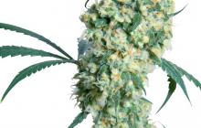Cannapedia.cz: Ed Rosenthal Super Bud od Sensi Seeds