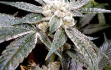 El Fuego od Grow Your Own na Cannapedia.cz / do not support dealers - Grow Your Own! like this awesome El Fuego aka The Fire