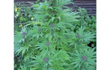 Cannapedia.cz: Hybrids from Hell: Erdpurt