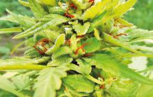 Golden Cannary by Top Tao Seeds