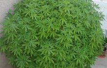 Grand Master Kush by Sumo Seeds