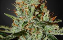 Alaskan Ice by Green House Seeds / Alaskan Ice od Green House Seeds