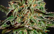 A.M.S. by Green House Seeds