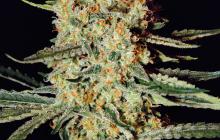 Himalaya Gold by Green House Seeds