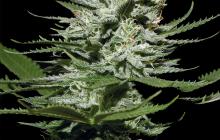 The Church CBD by Green House Seeds
