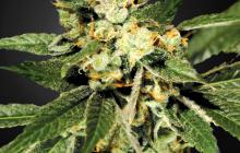 TrainWreck by Green House Seeds