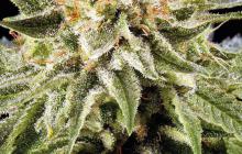 White Rhino by Green House Seeds