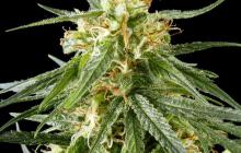 Hawaiian Snow by Green House Seeds