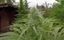 Haze je výborná marihuana vyšlechtěná v semenné bance Blue Hemp / Cannapedia / Haze by Blue Hemp marijuana seeds