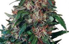 Cannapedia: Holland’s Hope od Dutch Passion