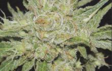 Cannapedia.cz: Odrůda Amazing Haze od Homegrown Fantaseeds