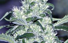 Northern Lights by Homegrown Fantaseeds