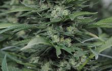 HSO Sour Diesel#2 by Humboldt Seed Organization