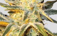 Marijuana strain Ice by Nirvana Seeds on Cannapedia.cz