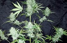 Impala 64 Haze Auto by Sumo Seeds