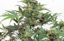 Industrial Plant Autoflowering CBD by Dinafem