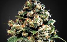 Jack Herer od Green House Seeds