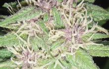 Cannapedia představuje konopnou odrůdu Jack Herer od Vision Seeds / Vision Seeds and its Jack Herer marijuana strain