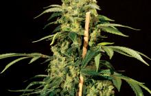 Legendární Jack Herer v podání Bulldog Seeds na Cannapedia.cz
