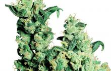 Legendární konopná odrůda Jack Herer od Sensi Seeds na Cannapedii