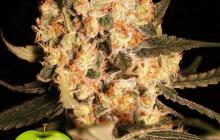 Zažij jamajský sen - konopná odrůda Jamaican Dream od seedbanky Eva Seeds a spousta dalších na Cannapedia.cz