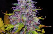 Jock Horror by Nirvana Seeds