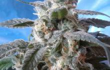 Kali China - Ace Seeds