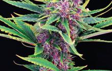 Purple Kush by Kannabia