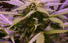 Lemon OG Haze Automatic by Nirvana Seeds