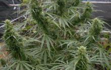Malawi by Ace Seeds