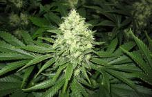 Prozack by Medical Seeds
