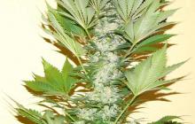 Misty Kush by Nirvana Seeds