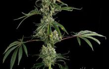 Moby Dick #2 by Dinafem Seeds