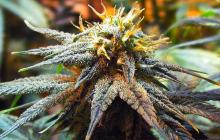 Mango Skunk by Nirvana Seeds